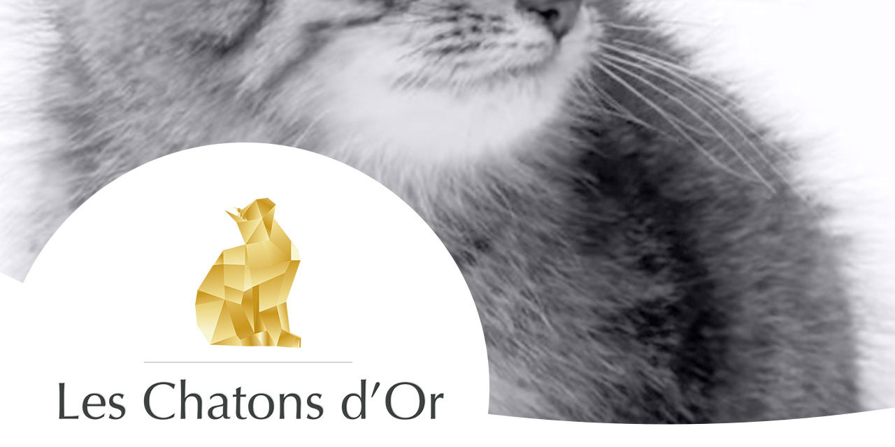 Les Chatons d’Or 2014